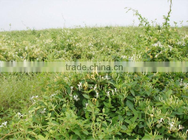 Honeysuckle Extract HoneySuchle Flowers Extract pure chlorogenic acid