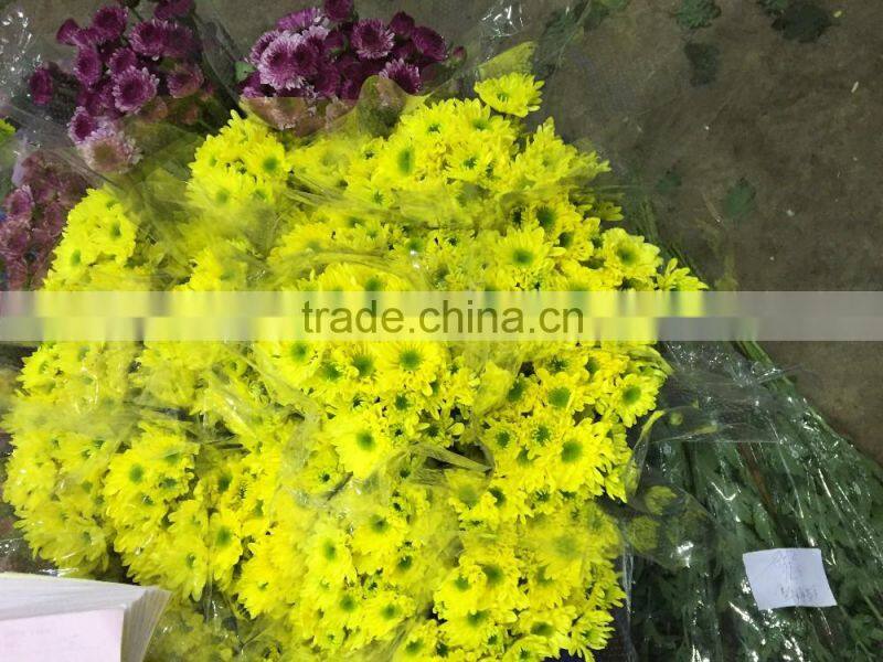 Fresh cut Chrysanthemums flower