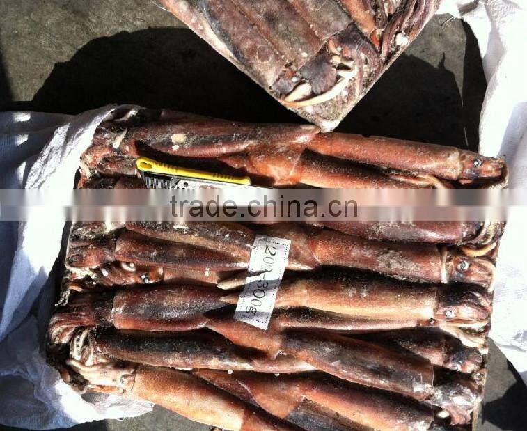 200-300g Frozen Illex Squid