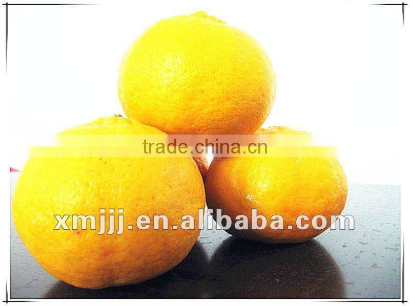 new harvested yongchun fresh mandarin orange