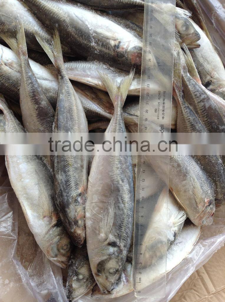 New arrival horse mackerel