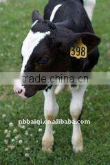 animal pig ear tag ,laser ear tag,ear tag for pig