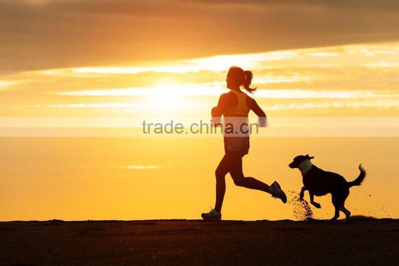 high visibility safety pet products with reflecting ribbon reflective dog scarf