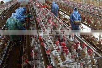 zhenhua promotion sale cages laying hens/chicken cages/quail cage