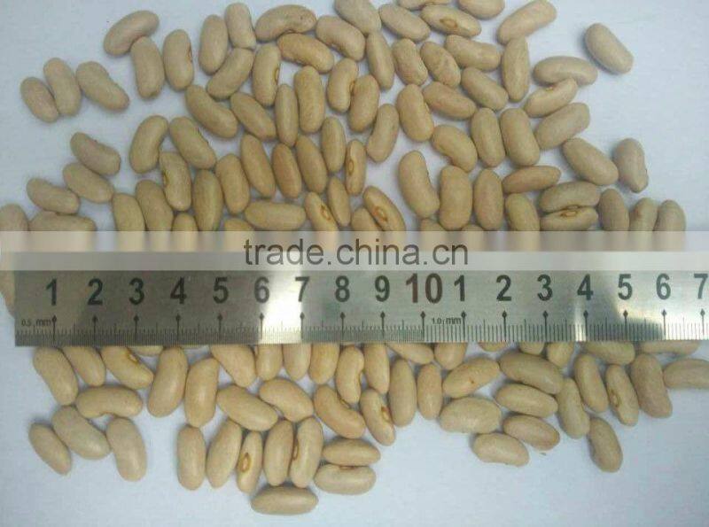 Yellow Kidney Bean Crop 2015,Factory