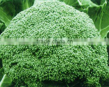 High Yield Chinese F1 Hybrid Purple Broccoli Seeds