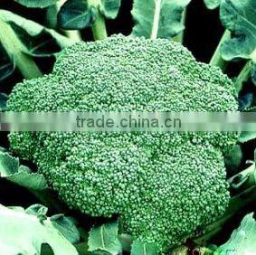 High Yield Chinese F1 Hybrid Purple Broccoli Seeds