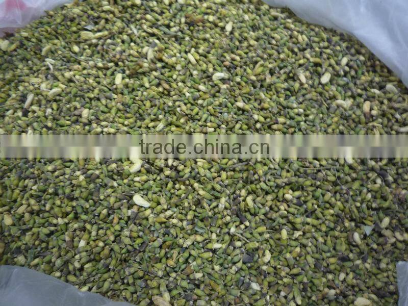 Dried flos sophora japonica /pagoda tree flower