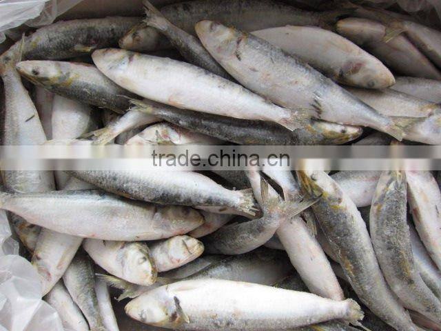 Frozen sardine W/R