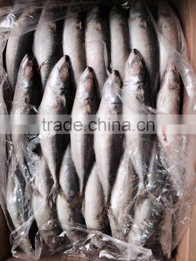 AAA QAULITY Frozen PACIFIC Mackerel