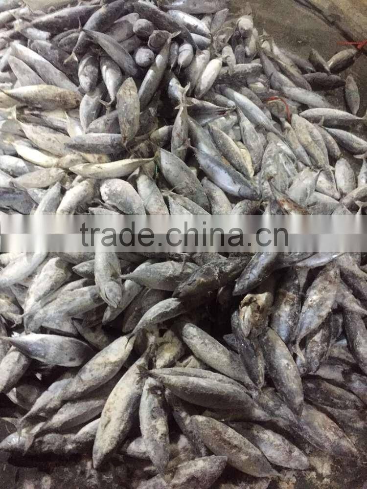 300-500g Seafrozen Bonito fish Auxis Thazard