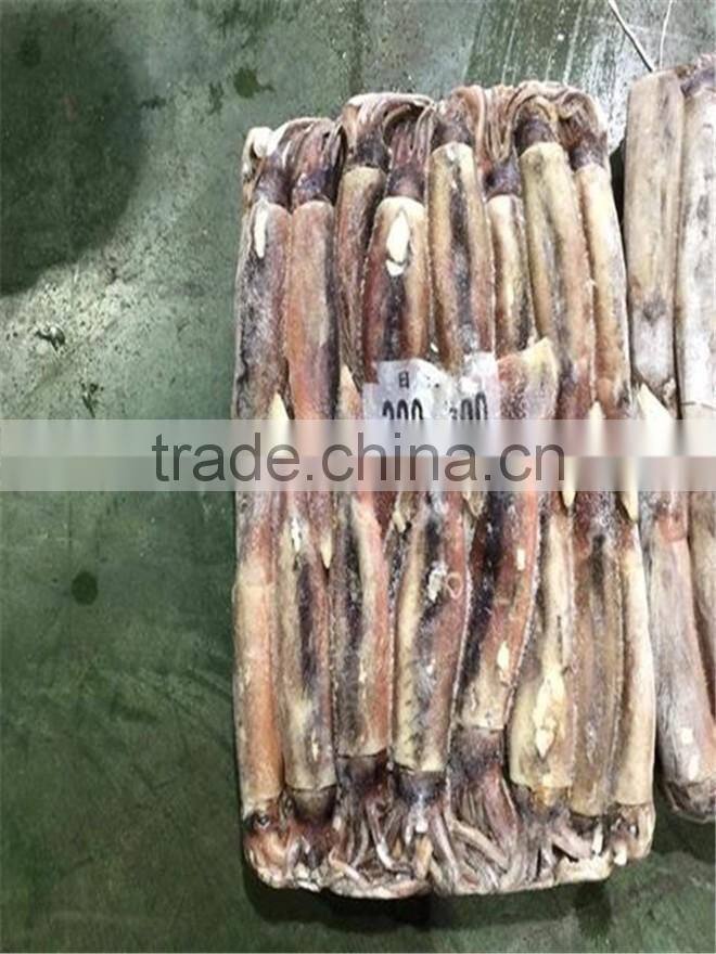 BQF illex argentina/argentinus squid WR