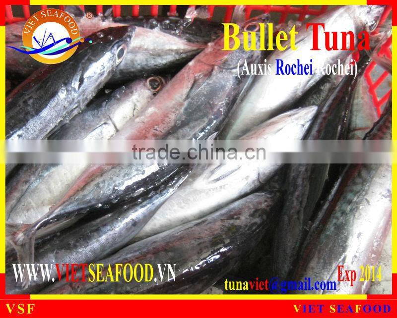 W/R FROZEN BULLET TUNA