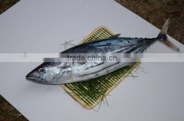 Seafoods live fish skipjack whole tuna