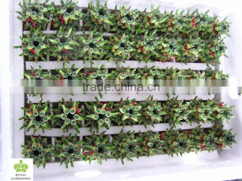 Lucky bamboo tower ( 2 layers)