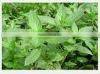 Herba Menthae Powder