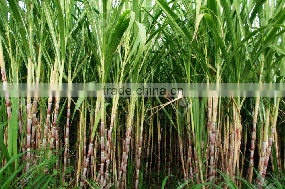 Best Fresh Sweet Sugar Cane from Vietnam