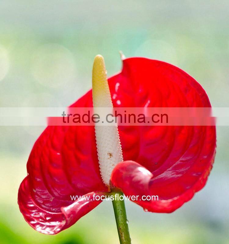 Best Anthurium Price Fresh Flower Hot Sale Anthuriums Plants From Wholesale Trading Companies