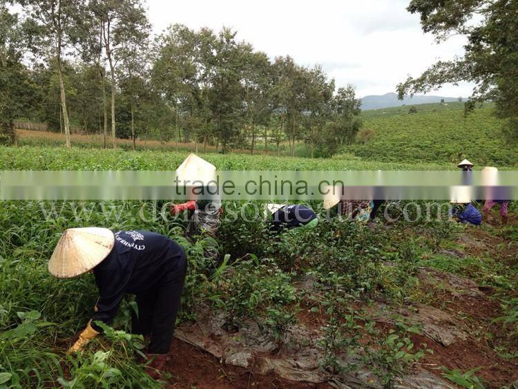 Oriental Beauty tea from Vietnam