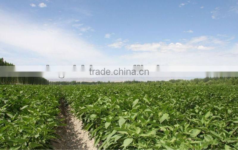 Red chilli, Red Bullet (Zidantou chilli) , small chilli