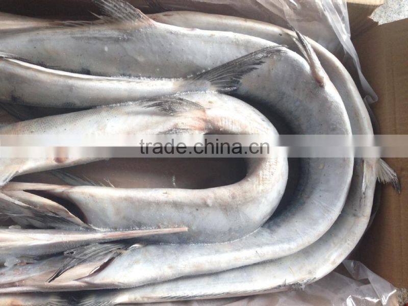 Frozen Japanese Bleeker /Tylosurus melanotus for market