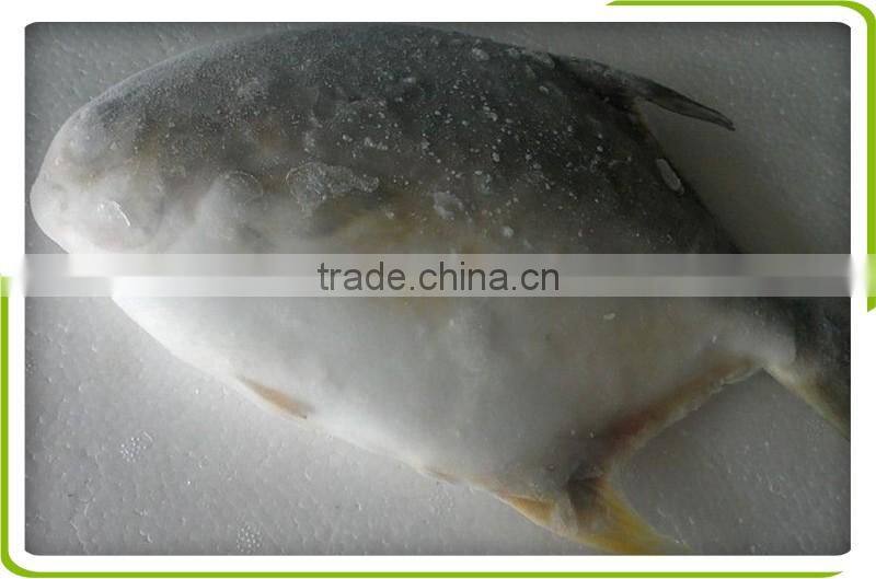frozen golden pompano
