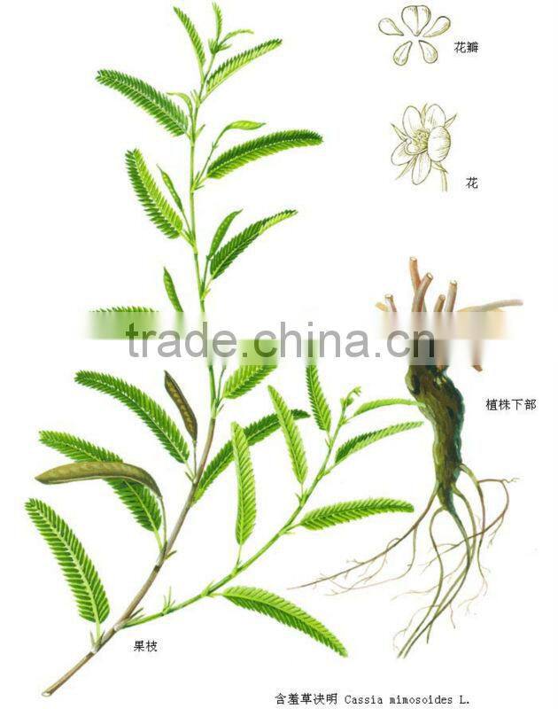 Supply Natural Cassia Nomame Extract With Flavanols 8%,16%