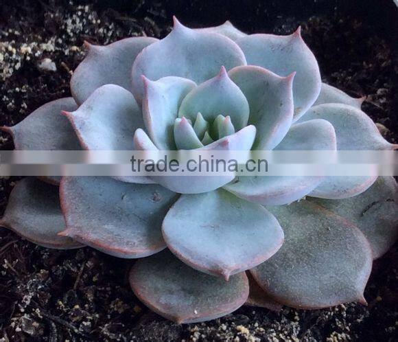 succulent plants Echeveria