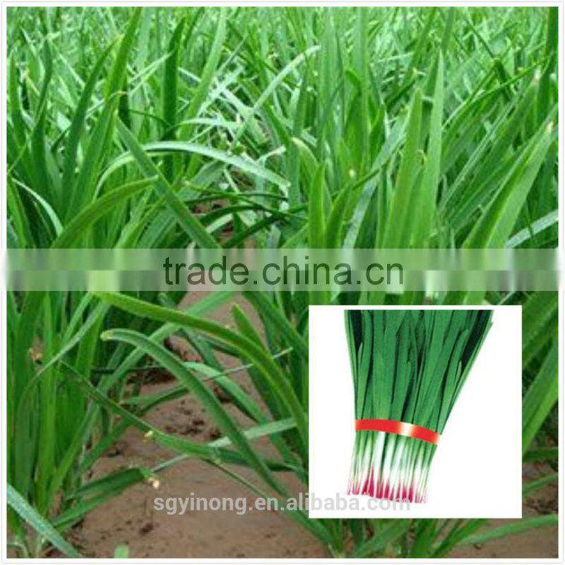 high yield and disease resistant red root chinese chives seeds
