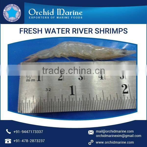 Good Quality Fresh Water River Small Shrimps for Bulk Export