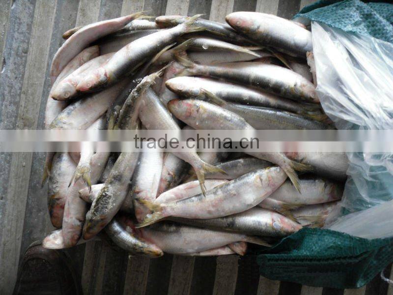 frozen whole round sardine