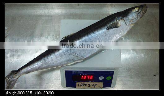spanish mackerel fish new coming