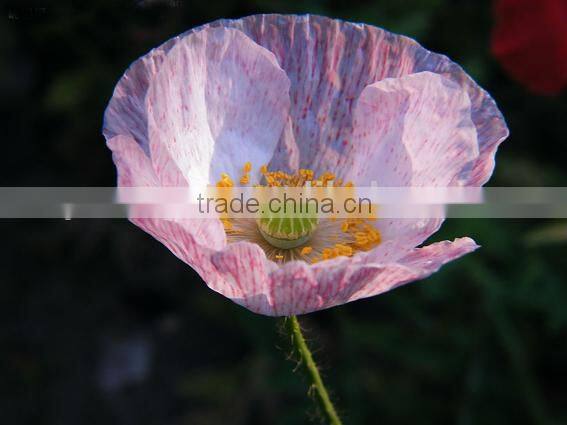 Corn poppy,Papaver, flower seeds , herb seed,vegetalbe seed,fruit seed,grass seed