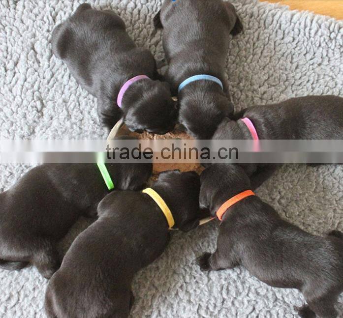 New Nylon 12 Colors Pet ID Necklace Collar For Dog and Cat OS003262