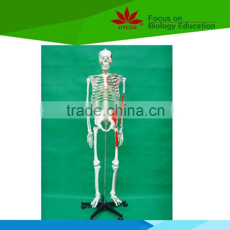 With colored muscle and ligament 170 huamn skeleton medical model