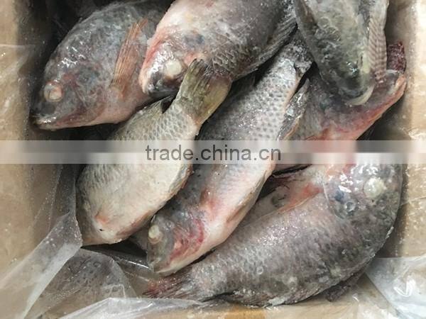 Farm Frozen Tilapia in Fujian
