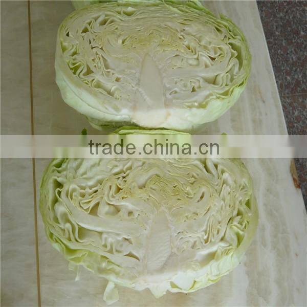 Fresh Chinese long cabbage for export
