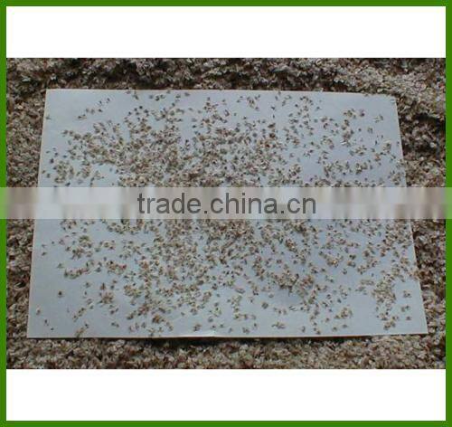 Royal Paulownia Tree Seeds For Fast Growing-High Quality