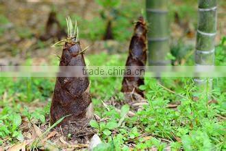 fresh dry bamboo shoot