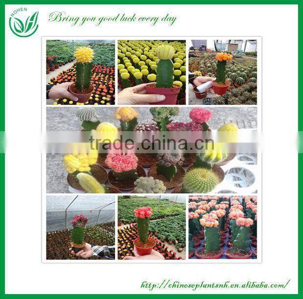 Lucky Grated Mini Colorful Cactus