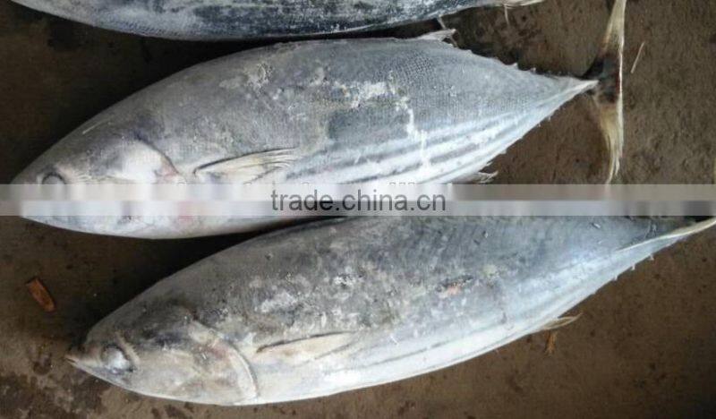 Seafood Frozen Skipjack Tuna Whole Round