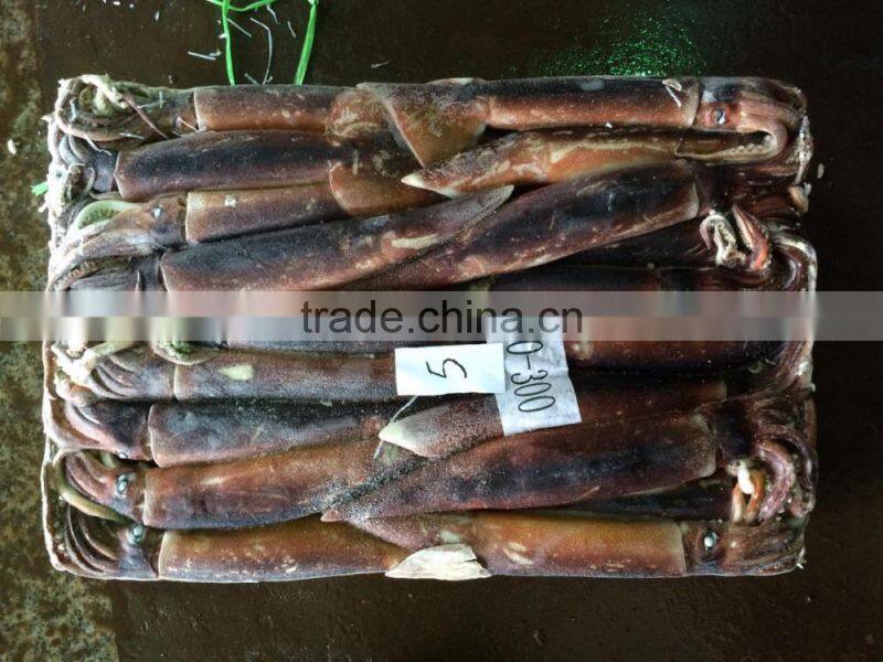 Frozen illex Argentina Squid