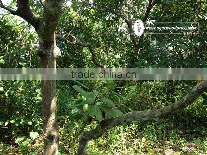 Agarwood Powder/ Oud Powder - Raw Material to Make Solid Incense Stick