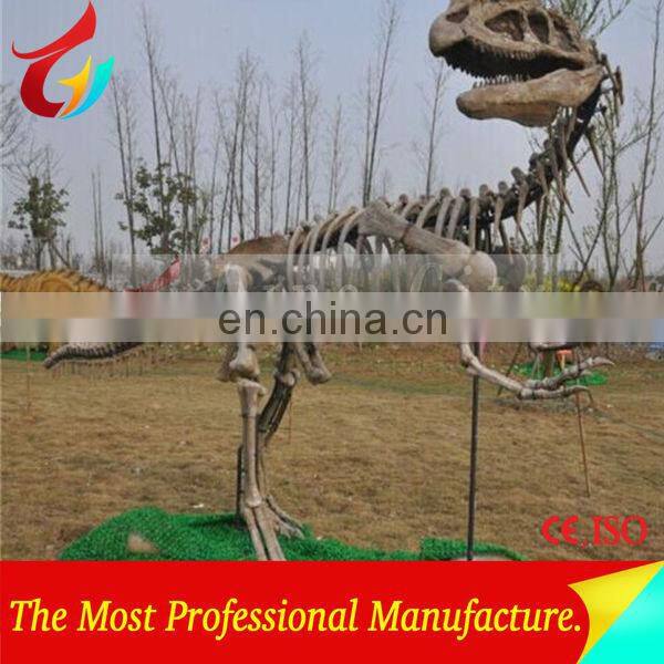 High Quantity Animal Skeletons Fossil In Big Discount