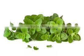100% Pure Oregano Essential Oil