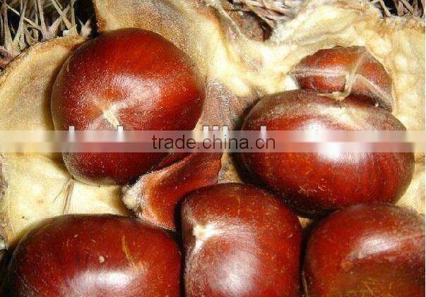 high quality 5kg gunny bag fresh chinese chestnut for Jordan