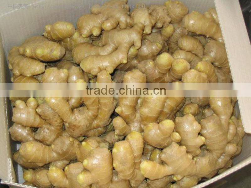 Organic ginger root at China ginger market price