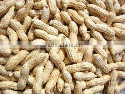 spilt blanched peanut