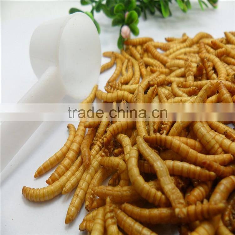 Premium Freeze Dried Mealworms For Bird Food;Natural Mealworms