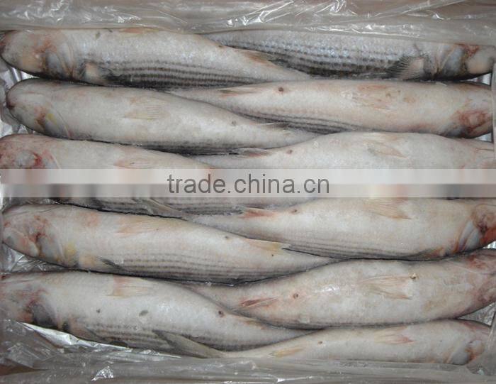 BQF grey mullet whole round ,1000+g Mugil Cephalus